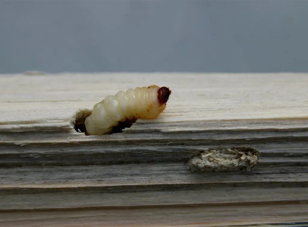 Woodworm crawling out of wood