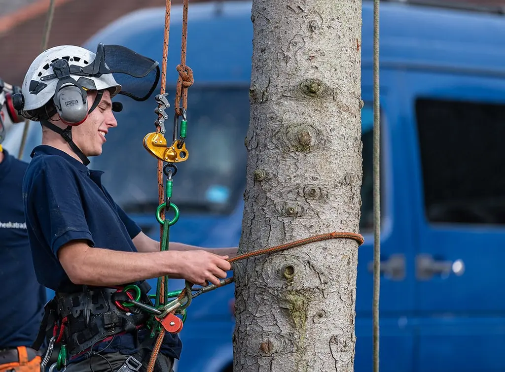 https://www.checkatrade.com/blog/wp-content/uploads/2023/08/Using-a-tree-surgeon-apprentice.jpg