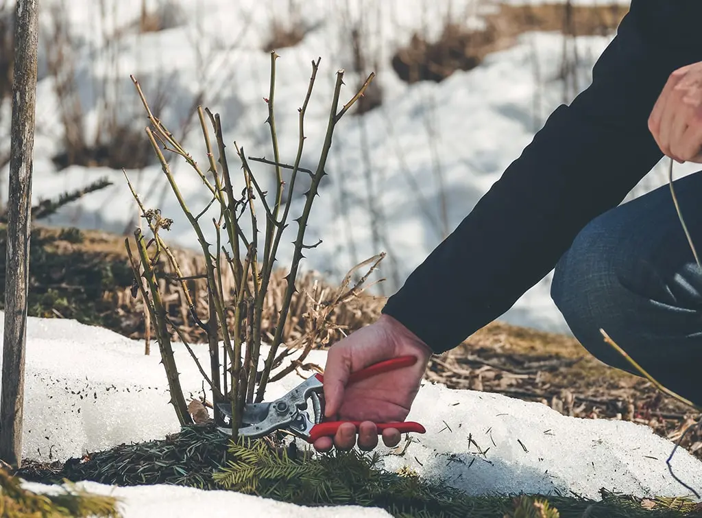 Trimming a rose bush as part of winter landscape maintenance
