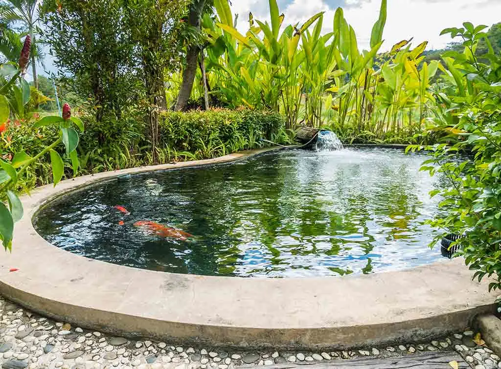 https://www.checkatrade.com/blog/wp-content/uploads/2021/04/Raised-koi-pond-ideas-6.jpg