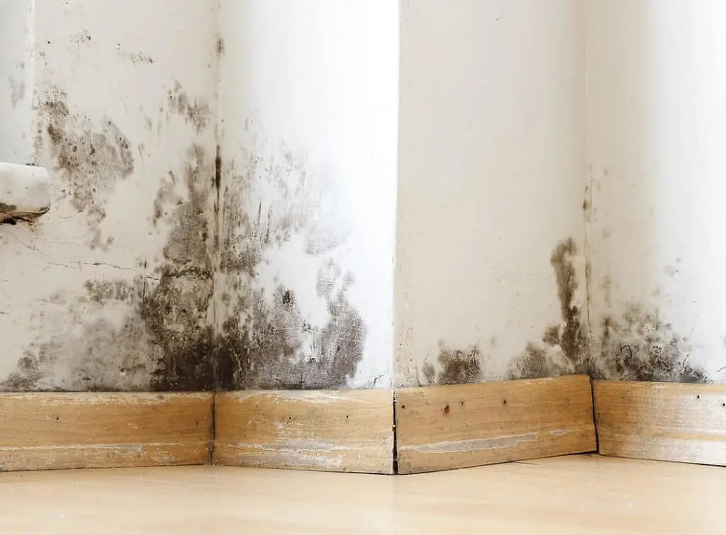 https://www.checkatrade.com/blog/wp-content/uploads/2024/11/damp-and-cold-due-to-insulation-issues-1.jpeg