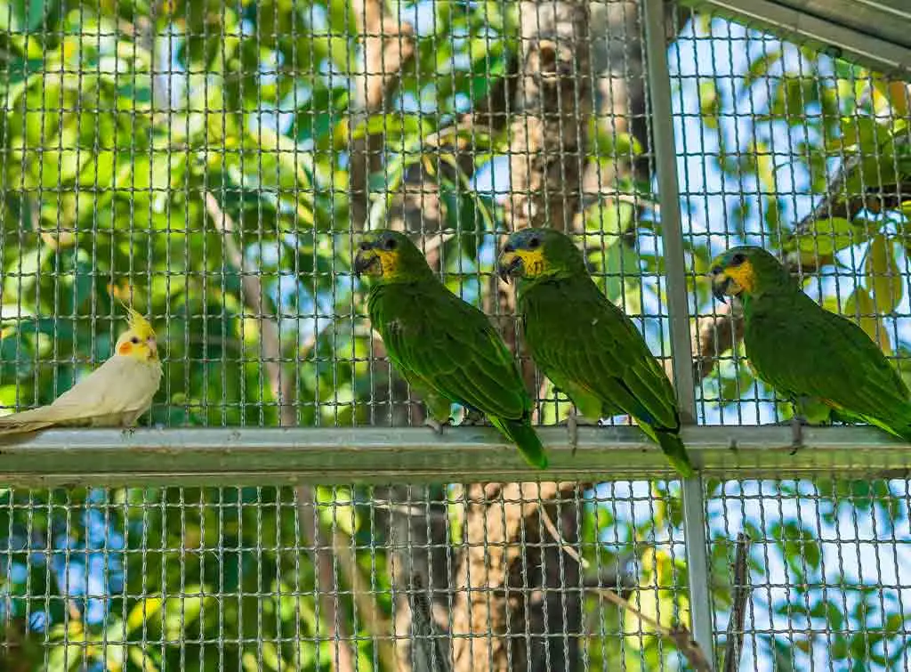 Aviary installation cost