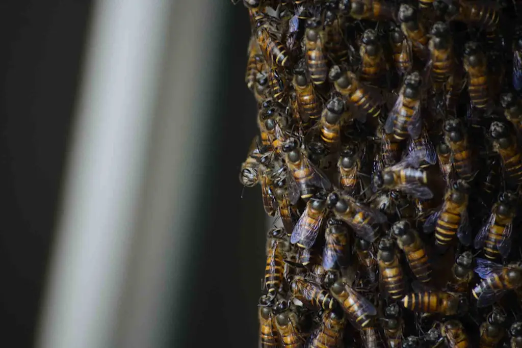 bee pest control near me