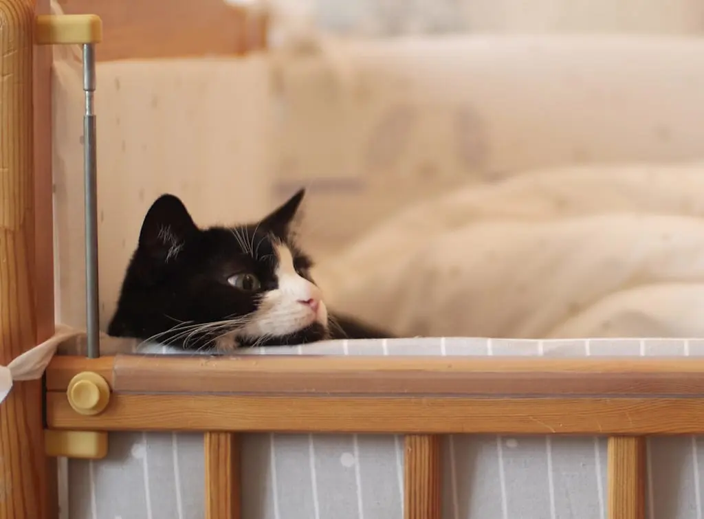 Pet bed ideas - repurposed crib