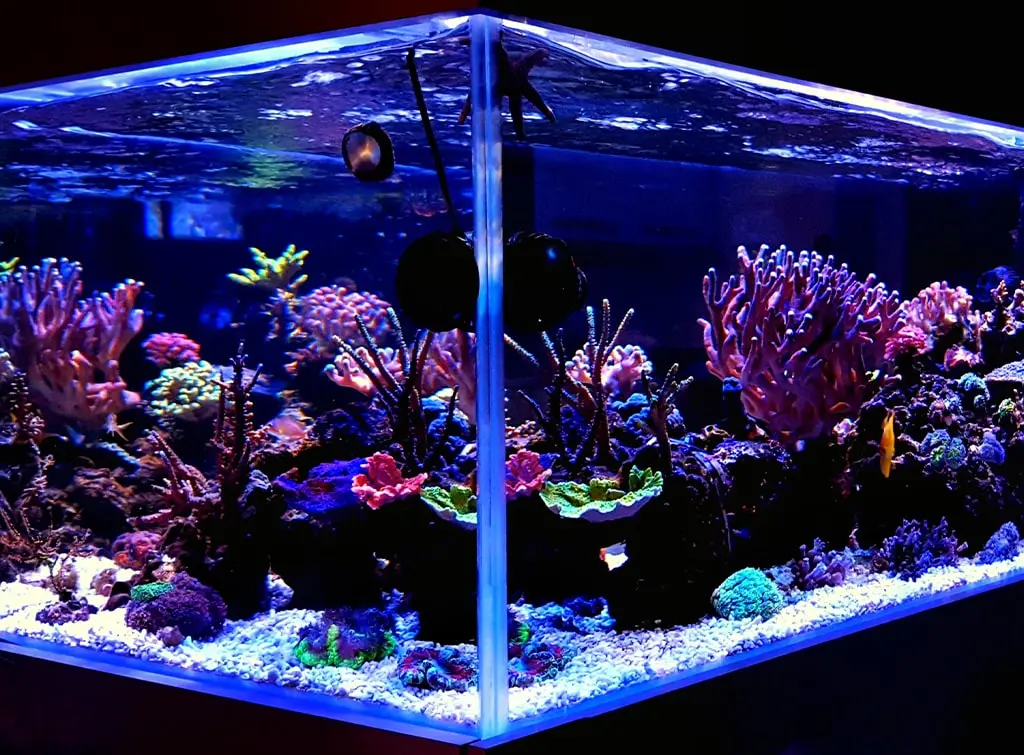 an illuminated fish tank 