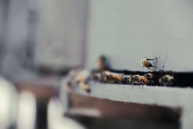 Hornet and wasp removal cost