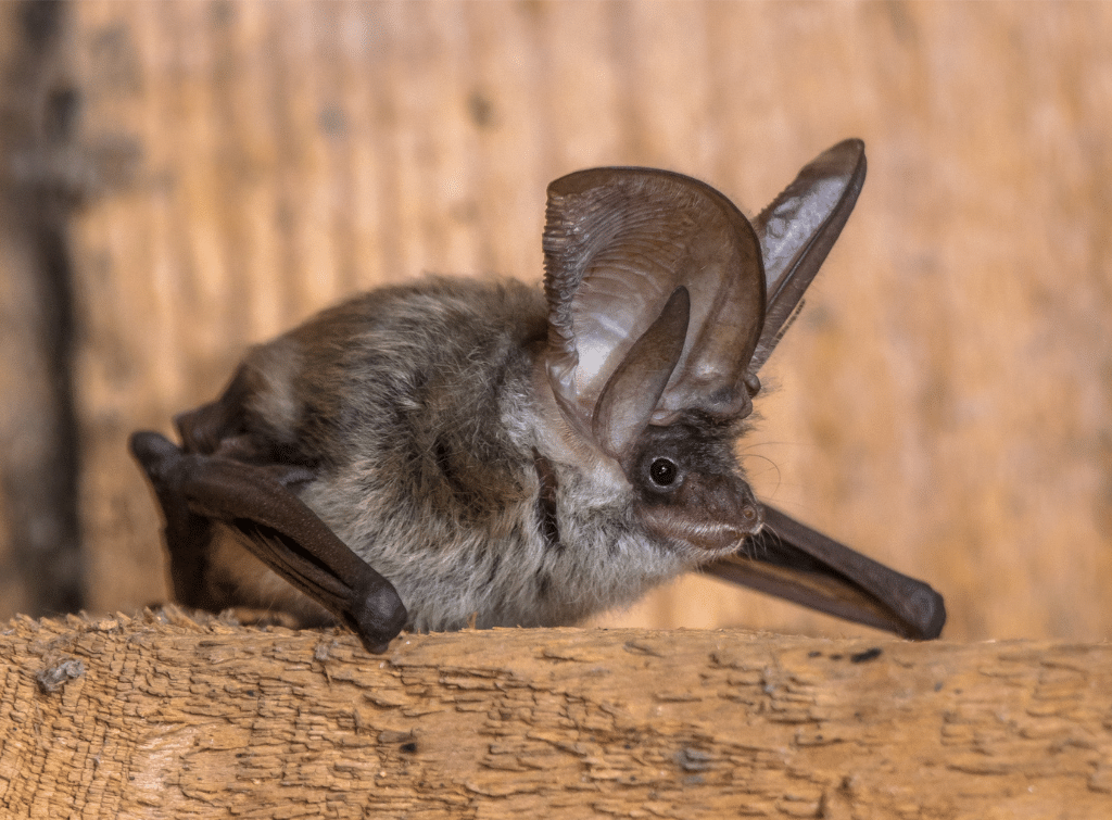 Bat survey