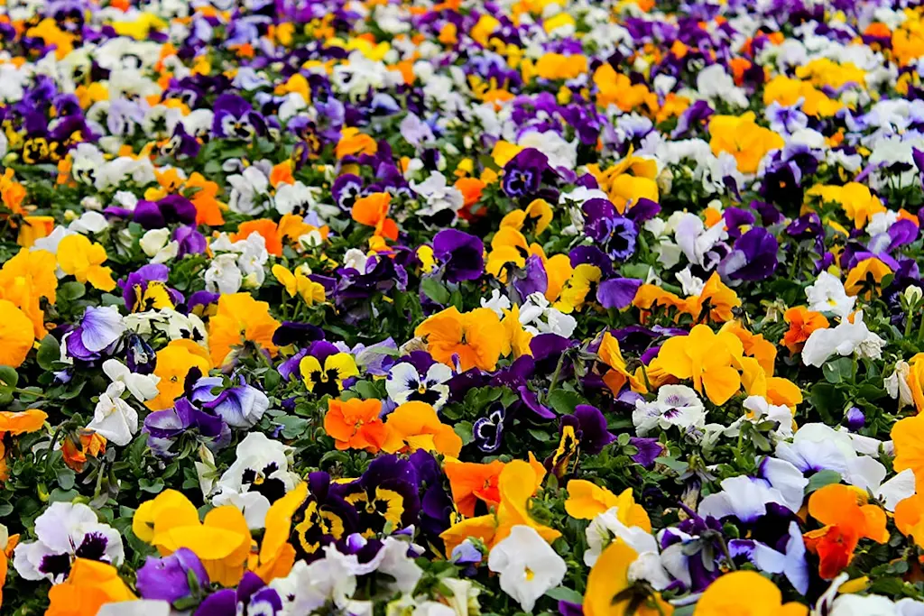 Pansies