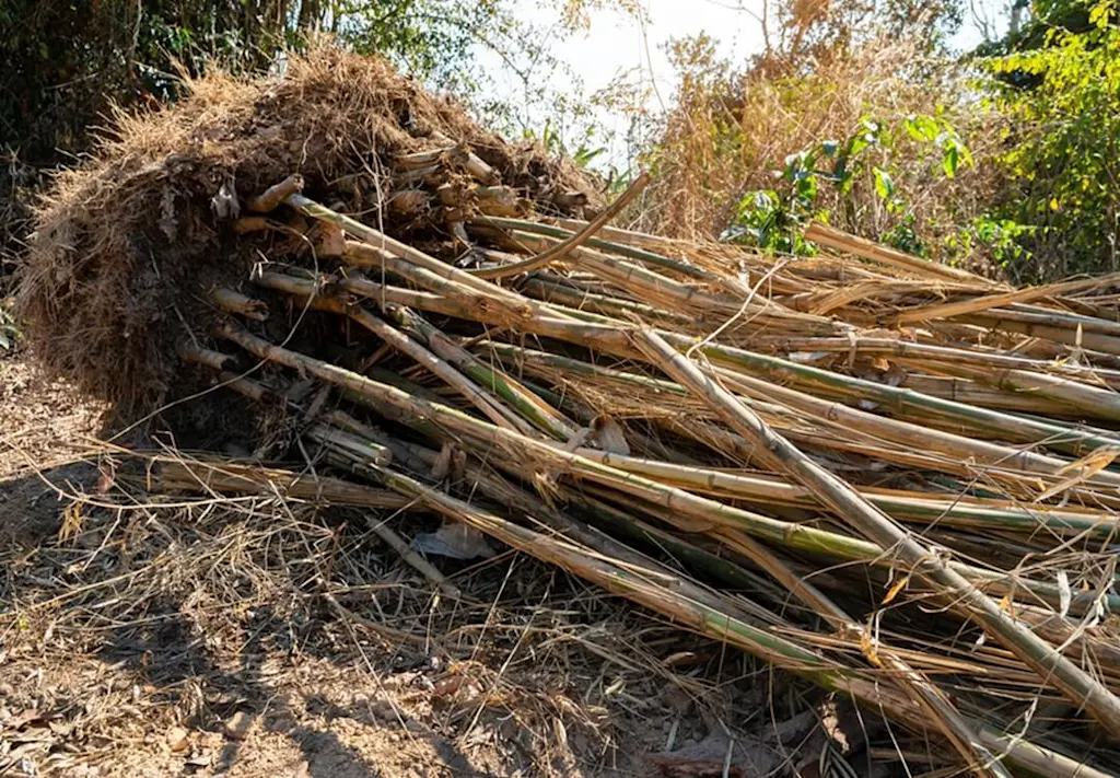 Bamboo removal services