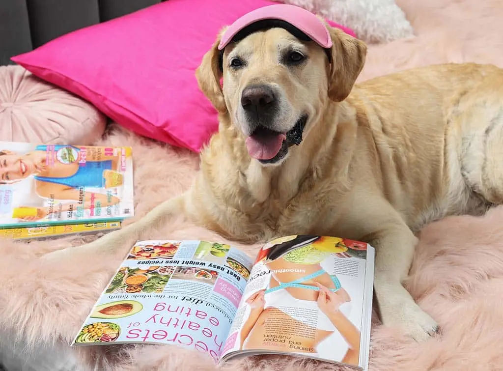 Pet bed ideas - faux fur dog bed
