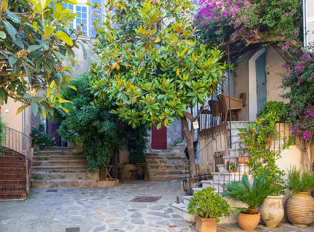 Pretty plants in a small courtyard