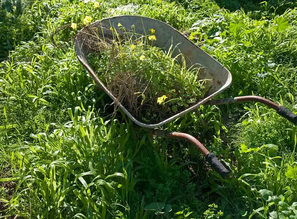 clearing overgrown garden