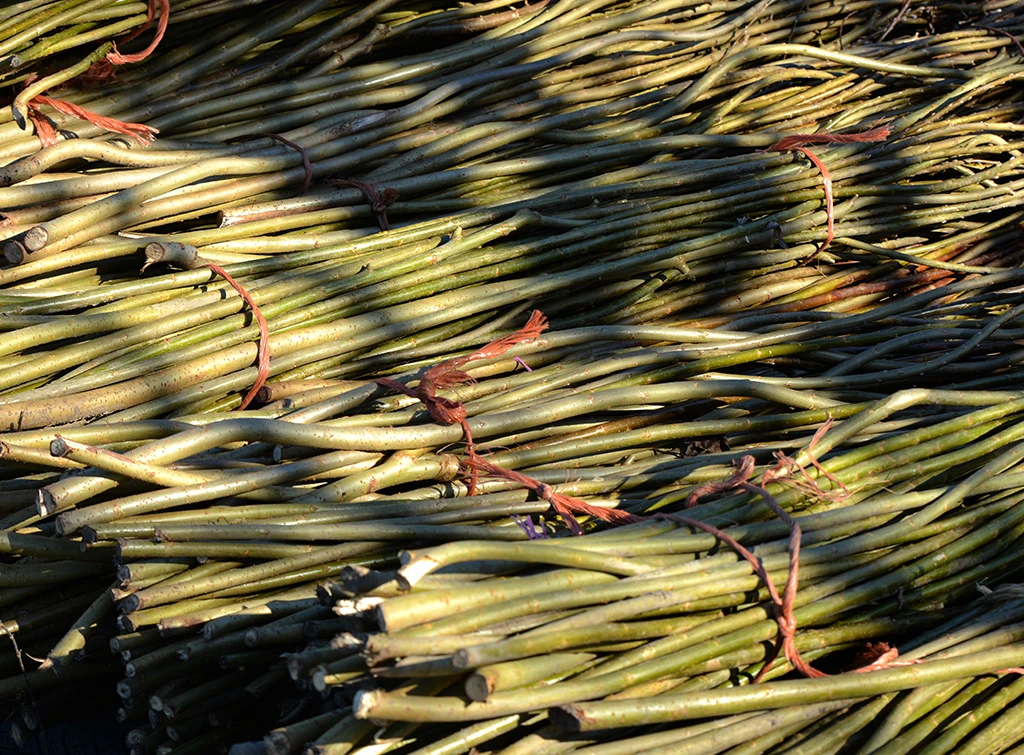 Bamboo ready for environmentally friendly construction methods - Checkatrade blog on sustainable materials for buildings