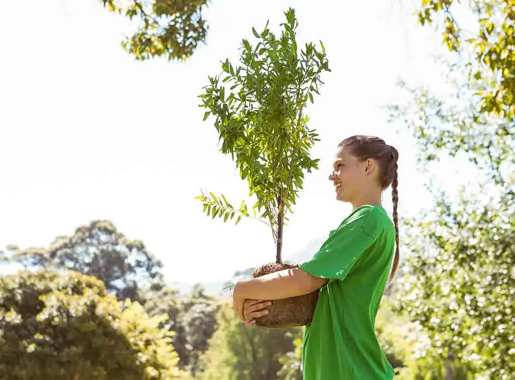 tree planting costs for saplings