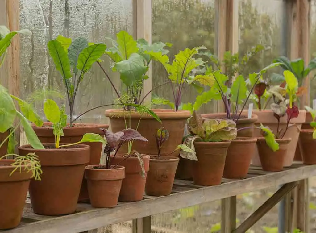 Containers for growing vegetables