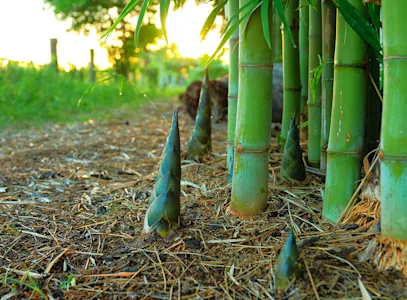 bamboo shoots