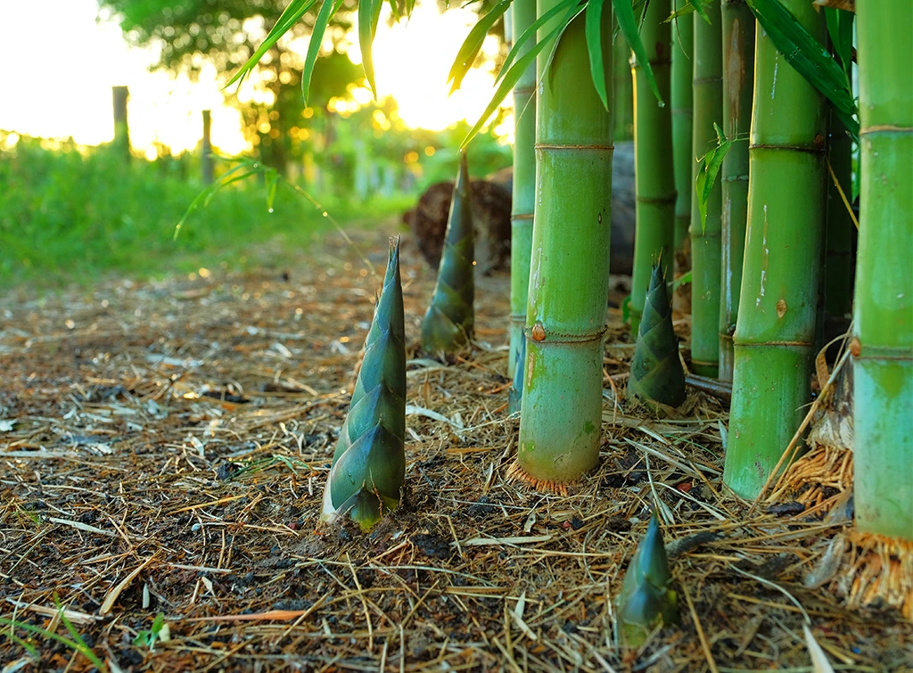 bamboo shoots