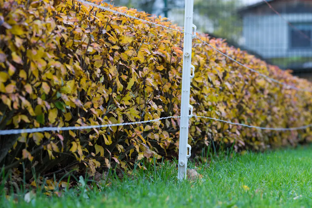 Cost of electric dog fence