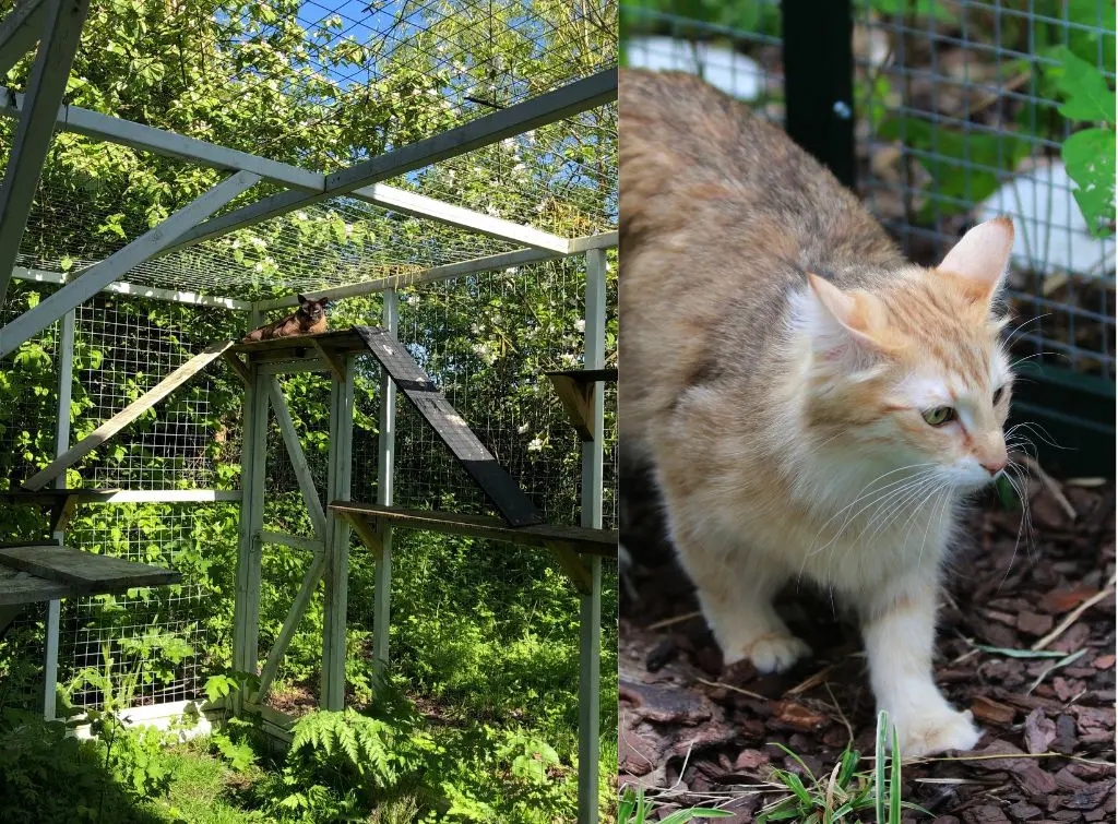 Ginger and white cat in catio enclosure in garden