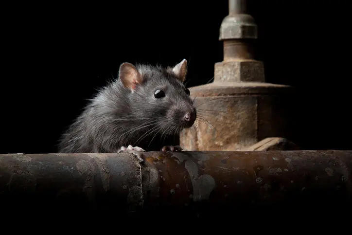 Find pest control companies near me