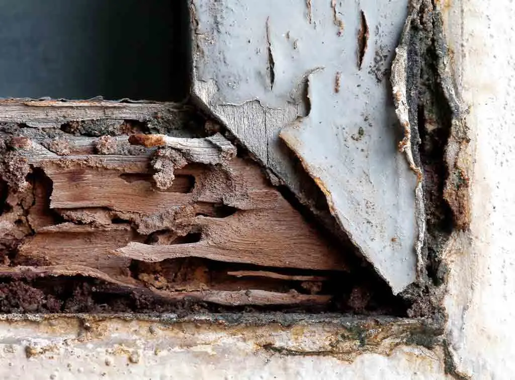 Termite treatment cost