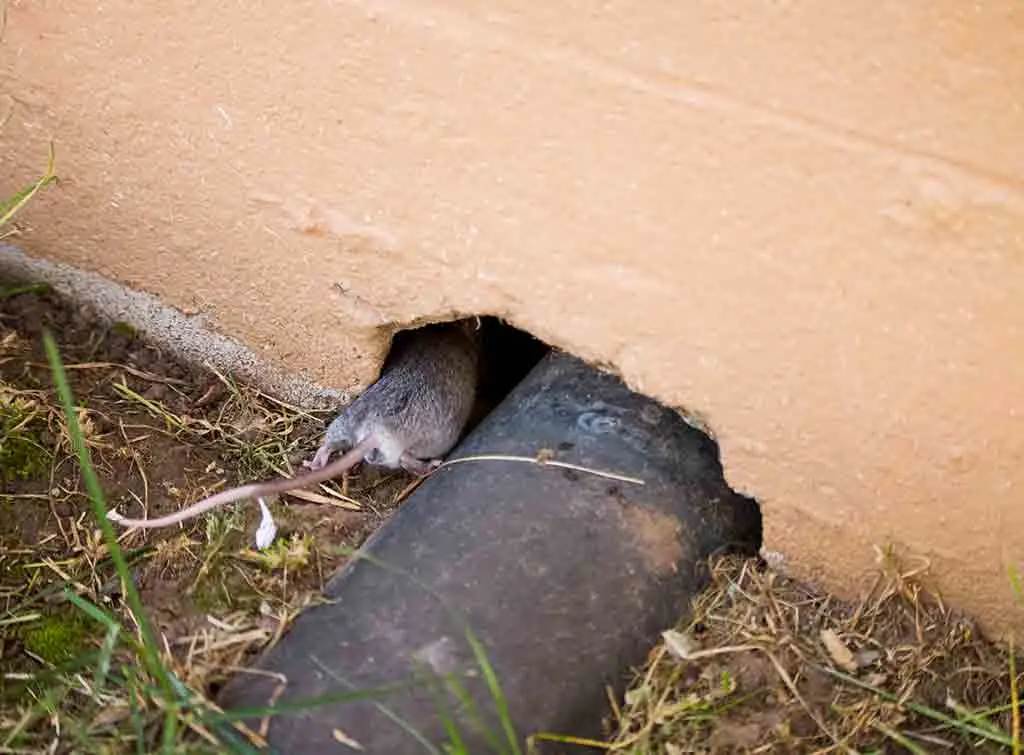 Rat entering the house