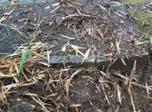 Green Garden Services Ivy Root Dense Mass