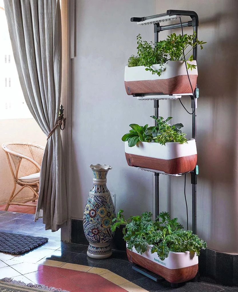 Indoor garden in the living room
