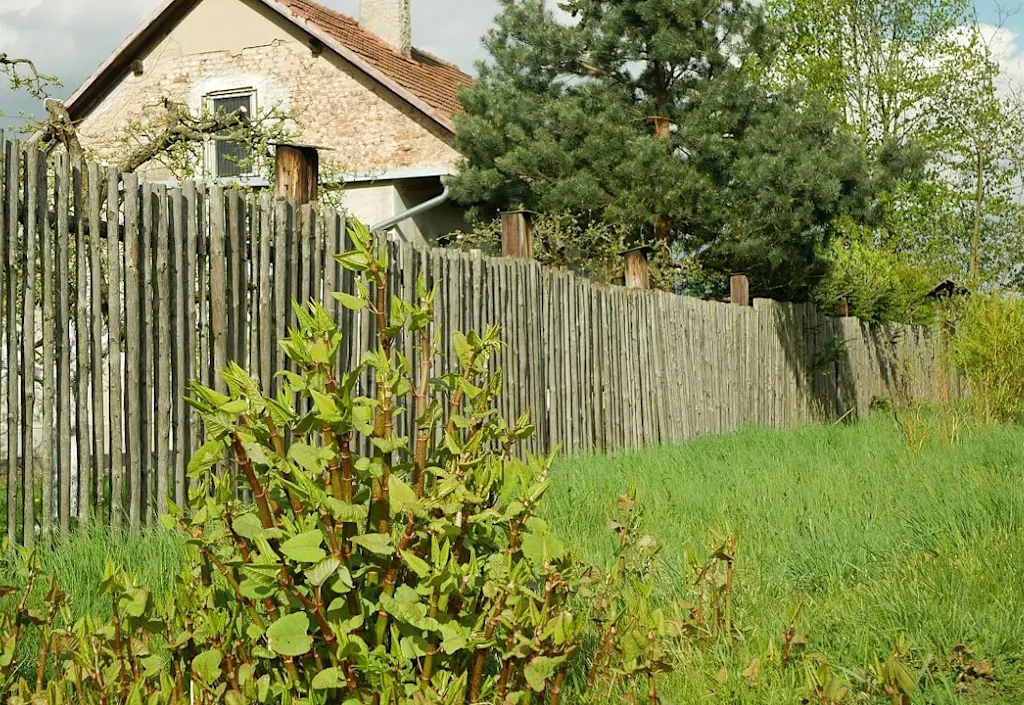 Matured Japanese knotweed