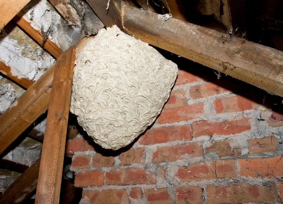 https://www.checkatrade.com/blog/wp-content/uploads/2025/01/huge-wasp-nest-needing-removal.jpeg