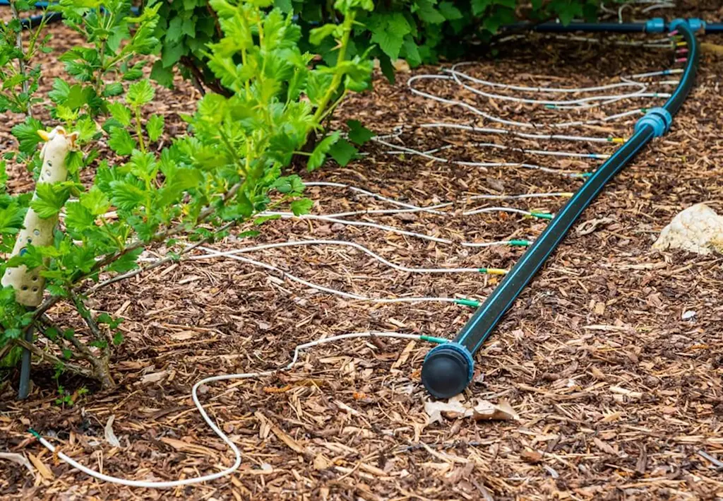 Drip irrigation in flower bed