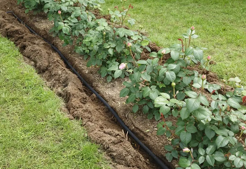 Drip irrigation in flower bed