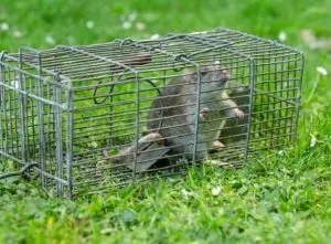 How to get rid of rats in your garden