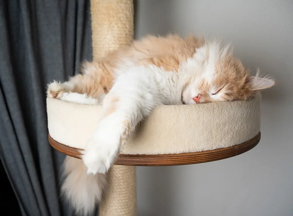 Raised cat bed ideas