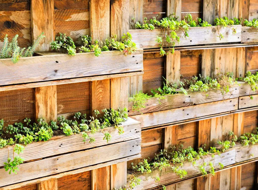 Planters within the slats of a wood pallet fence