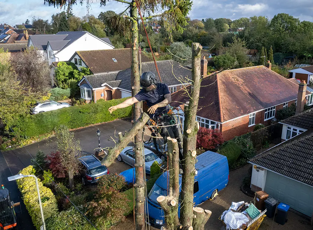 https://www.checkatrade.com/blog/wp-content/uploads/2024/07/picking-a-tree-surgeon-name-for-your-business.jpg