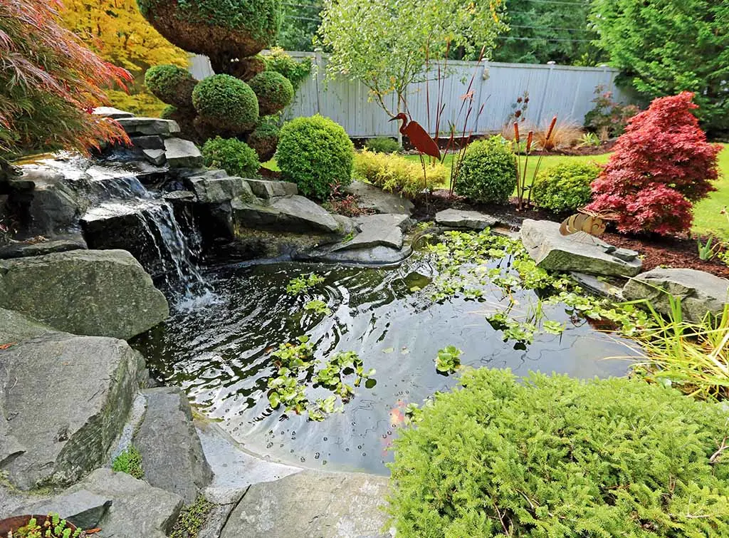 garden pond