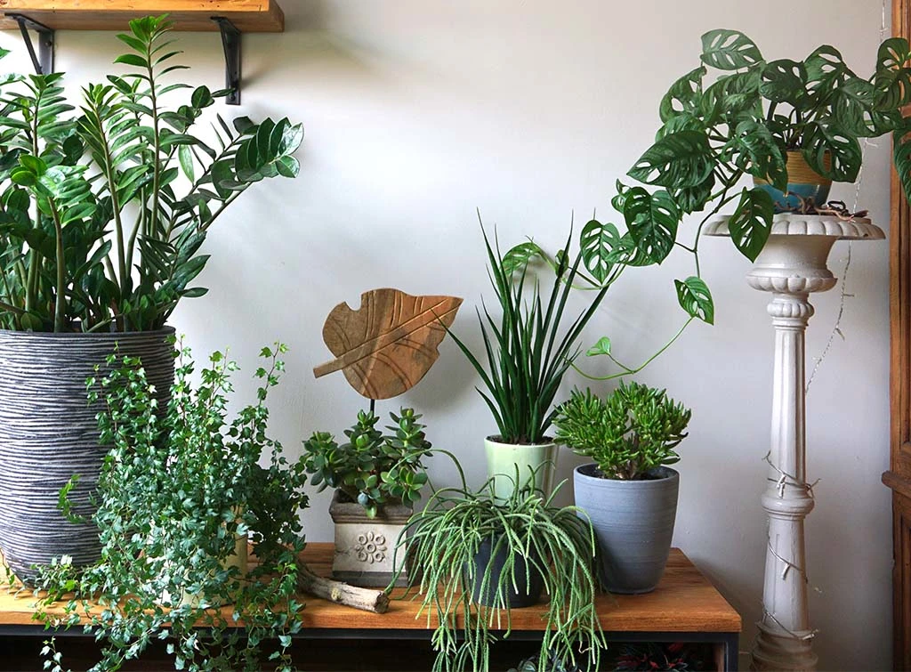 use different pots and planters