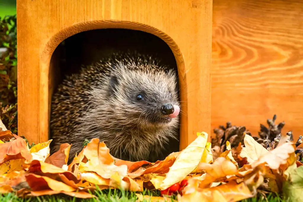 Hedgehog in a hedgehog house in a back garden