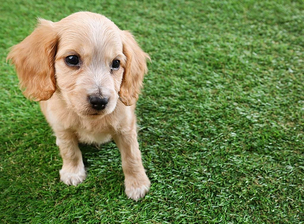 Puppy sat on artificial grass