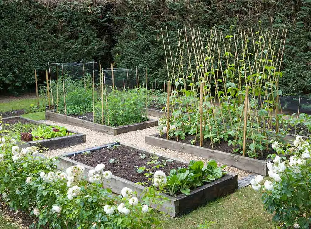 grow a kitchen garden in raised beds