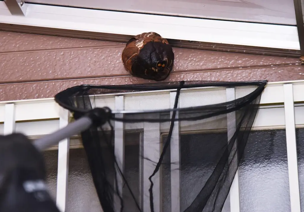 wasp-nest-removal-net-under-eaves