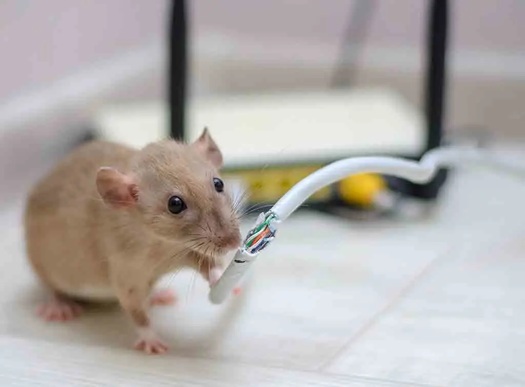 Rat with a chewed electrical cable