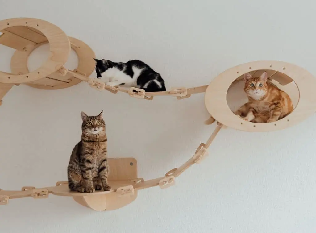 Wall assault courses for your cat