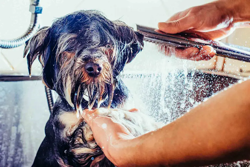 Dog-shower
