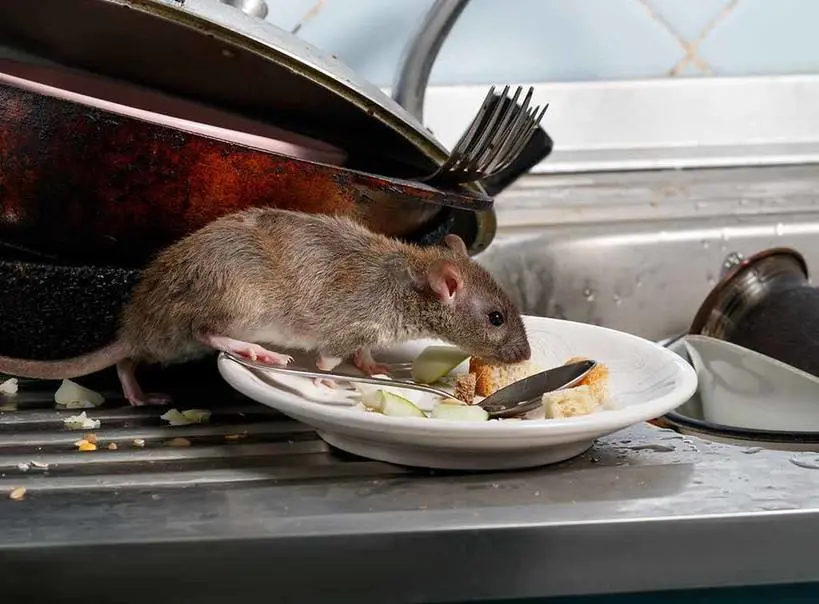 How to get rid of rats at home