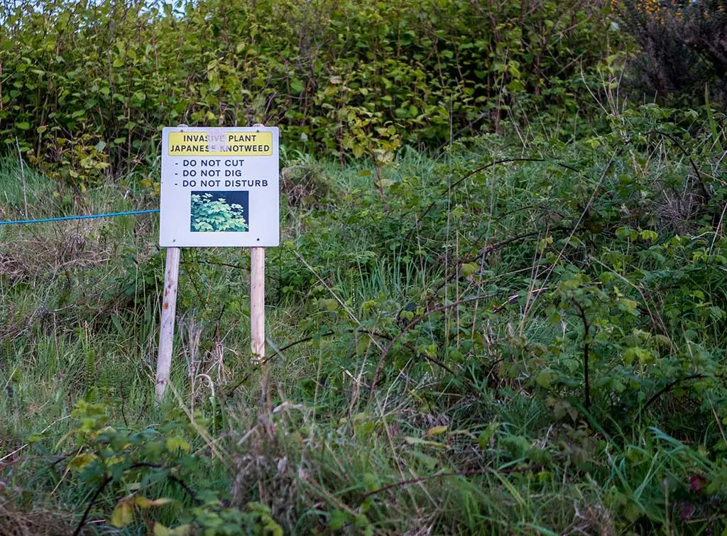 japanese knotweed