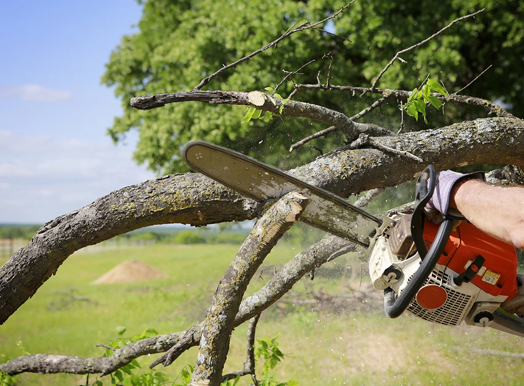 https://www.checkatrade.com/blog/wp-content/uploads/2022/03/Tree-removal-2-1.jpg