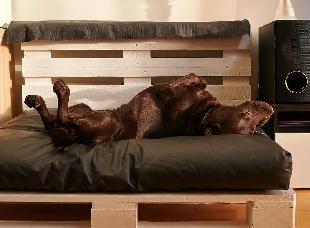 Dog pallet beds