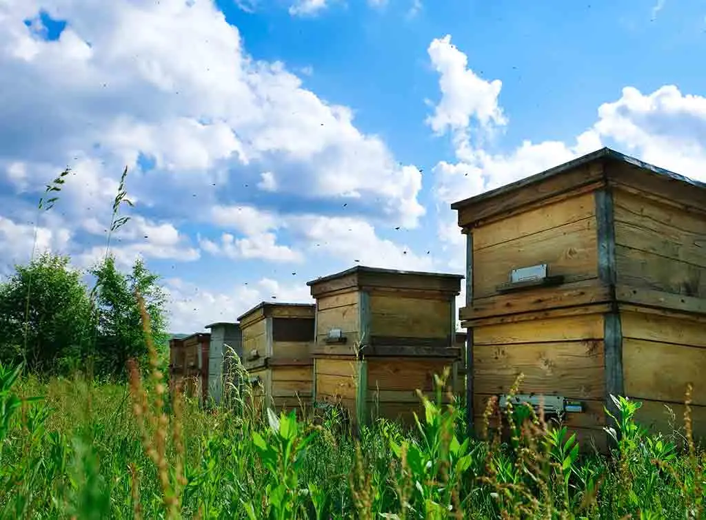 Beehive for sustainable gardens
